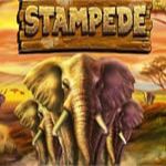 Stampede